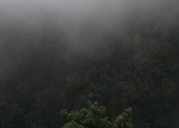 Koalisi Masyarakat Sipil Desak agar UU Kehutanan yang Baru Bersifat Adil untuk Ekosistem Koalisi Masyarakat Sipil Desak agar UU Kehutanan yang Baru Bersifat Adil untuk Ekosistem