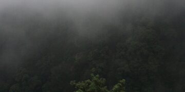 Koalisi Masyarakat Sipil Desak agar UU Kehutanan yang Baru Bersifat Adil untuk Ekosistem