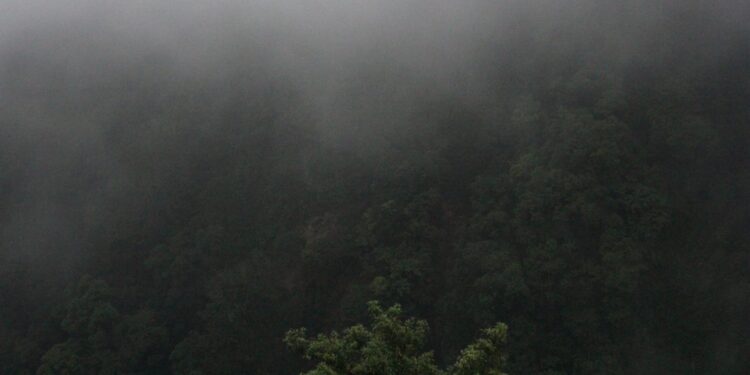 Koalisi Masyarakat Sipil Desak agar UU Kehutanan yang Baru Bersifat Adil untuk Ekosistem