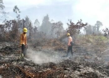Berbagai Upaya Dilakukan untuk Kendalikan Karhutla Sumut 49f67113 9e12 4559 9099 0b1022a64fbf