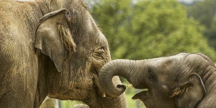 Keistimewaan Gajah yang Perlu Diketahui 7e01bf0f 8a49 4ae6 a795 8a97ef27089e