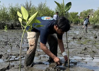 Langkah Nyata Merawat Danau Siombak dengan Penanaman 1.000 Bibit Mangrove 993831ab 71d9 41c9 b1b2 6485286dea3b