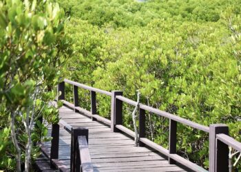 Suplai Karbon untuk Dunia Lewat Mangrove Culture Festival img 1550