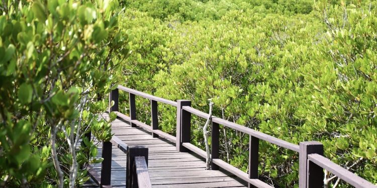 Suplai Karbon untuk Dunia Lewat Mangrove Culture Festival img 1550