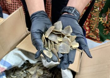 Sisik tenggling. (Foto: narata/aan)