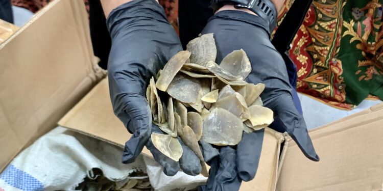 Kasus 1,2 Ton Sisik Tenggiling, Aipda AHS Resmi Ditahan Kejari Asahan Sisik tenggling. (Foto: narata/aan)