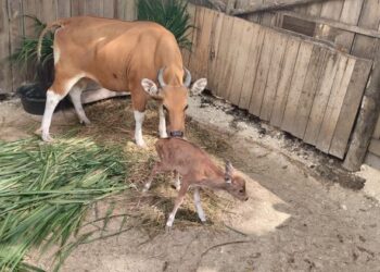 Banteng Jawa di Cagar Alam Pananjung Pangandaran. (Foto: BBKSDA Jawa Barat)
