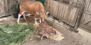 Banteng Jawa di Cagar Alam Pananjung Pangandaran. (Foto: BBKSDA Jawa Barat)