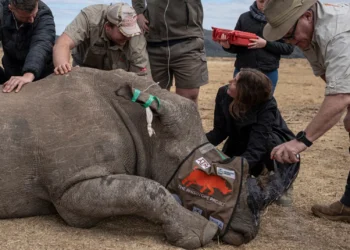 Universitas di Afrika Selatan Suntikkan Isotop Radioaktif ke Tanduk Badak untuk Cegah Penyelundupan Seekor badak yang dibius terbaring tak sadarkan diri saat Prof. James Larkin menggunakan semprotan identifikasi setelah dengan hati-hati menanamkan radioisotop ke dalam cula badak tersebut, disaksikan oleh anggota lain dari Proyek Rhisotope di Mokopane, Afrika Selatan. (Foto: Emmanuel Croset/AFP/Getty Images)