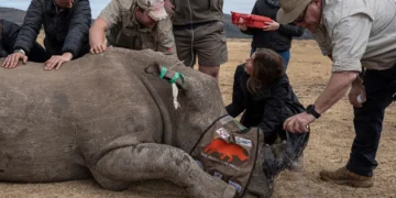 Seekor badak yang dibius terbaring tak sadarkan diri saat Prof. James Larkin menggunakan semprotan identifikasi setelah dengan hati-hati menanamkan radioisotop ke dalam cula badak tersebut, disaksikan oleh anggota lain dari Proyek Rhisotope di Mokopane, Afrika Selatan. (Foto: Emmanuel Croset/AFP/Getty Images)