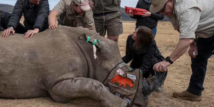 Universitas di Afrika Selatan Suntikkan Isotop Radioaktif ke Tanduk Badak untuk Cegah Penyelundupan Seekor badak yang dibius terbaring tak sadarkan diri saat Prof. James Larkin menggunakan semprotan identifikasi setelah dengan hati-hati menanamkan radioisotop ke dalam cula badak tersebut, disaksikan oleh anggota lain dari Proyek Rhisotope di Mokopane, Afrika Selatan. (Foto: Emmanuel Croset/AFP/Getty Images)