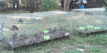 Ratusan burung selundupan asal Thailand. (Foto: Balai Karantina Hewan, Ikan, dan Tumbuhan Sumatera Utara)