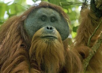 FOKAT Jadi Tonggak Sejarah Kepedulian untuk Perlindungan Orangutan Tapanuli img 2506