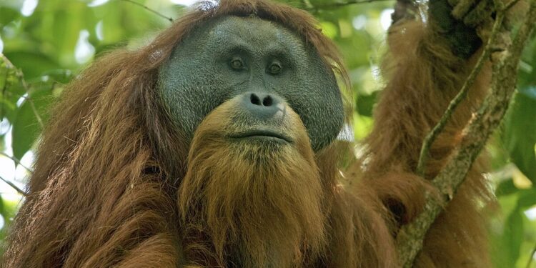 FOKAT Jadi Tonggak Sejarah Kepedulian untuk Perlindungan Orangutan Tapanuli img 2506