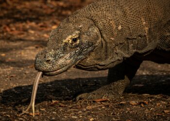 Komodo. (Foto: Rasmus Gundorff Sæderup via Unsplash)