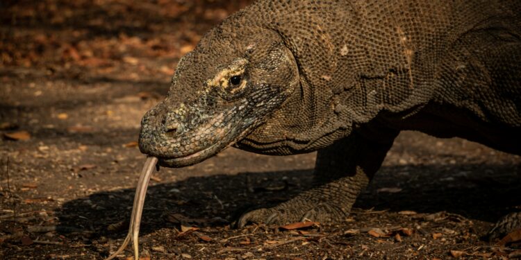 Komodo. (Foto: Rasmus Gundorff Sæderup via Unsplash)