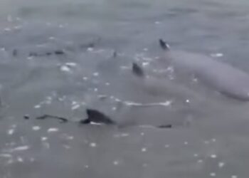 Lumba-lumba yang terdampar di perairan Silou Baru, Kecamatan Silau Laut, Kabupaten Asahan, Sumut. (Foto: narata/tangkapan layar)