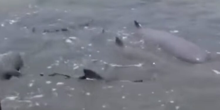 Lumba-Lumba yang Terdampar di Asahan Berhasil Kembali ke Laut Lepas Lumba-lumba yang terdampar di perairan Silou Baru, Kecamatan Silau Laut, Kabupaten Asahan, Sumut. (Foto: narata/tangkapan layar)
