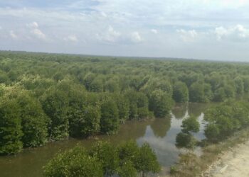 Program M4CR: Tanam Mangrove, Panen Uang dan Lindungi Pesisir Kawasan hutan bakau atau mangrove di Desa Lubuk Kertang, Kecamatan Brandan Barat, Kabupaten Langkat, Sumatra Utara. (Foto: narata)