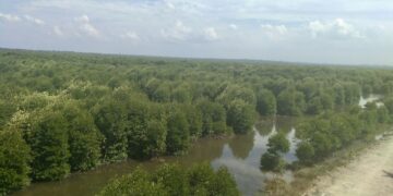 Kawasan hutan bakau atau mangrove di Desa Lubuk Kertang, Kecamatan Brandan Barat, Kabupaten Langkat, Sumatra Utara. (Foto: narata)