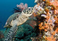Penyu sisik (Eretmochelys imbricata).(Foto: Jayne Jenkins / Coral Reef Image Bank)