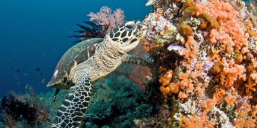 Penyu sisik (Eretmochelys imbricata).(Foto: Jayne Jenkins / Coral Reef Image Bank)