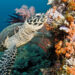 Jejak Genetik Ungkap Identitas Unik Penyu di Laut Indonesia Penyu sisik (Eretmochelys imbricata).(Foto: Jayne Jenkins / Coral Reef Image Bank)