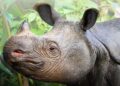Badak Jawa (Rhinoceros sondaicus). (Foto: Humas Taman Nasional Ujung Kulon)