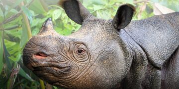 Badak Jawa (Rhinoceros sondaicus). (Foto: Humas Taman Nasional Ujung Kulon)