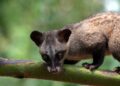 Pakar Ekologi Satwa Liar: Musang Luwak Punya Kelenjar Pandan, Berperan Jaga Ekosistem Hutan Musang luwak (Paradoxurus hermaphroditus). (Foto: via Freepik)