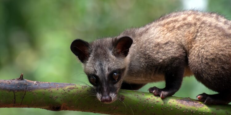Musang luwak (Paradoxurus hermaphroditus). (Foto: via Freepik)