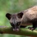 Musang luwak (Paradoxurus hermaphroditus). (Foto: via Freepik)
