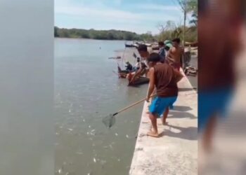 Warga menangkap ribuan ikan mati yang bermunculan di perairan Sei Padang Kuala Tanjung diduga tercemar limbah perusahaan. (Foto : narata.co/ Istimewah)