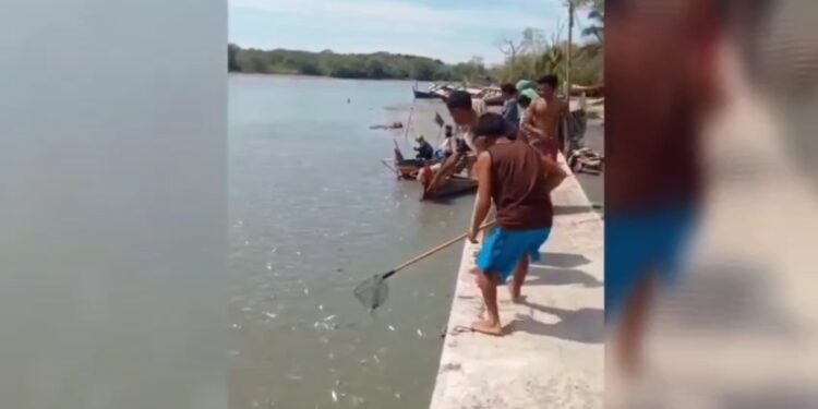 Ribuan Ikan Bermunculan di Sei Padang Kuala Tanjung, Diduga Akibat Pencemaran Limbah Warga menangkap ribuan ikan mati yang bermunculan di perairan Sei Padang Kuala Tanjung diduga tercemar limbah perusahaan. (Foto : narata.co/ Istimewah)