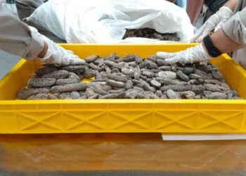 Petugas Balai Karantina saat memeriksa kandungan logam berat teripang kering asal Malaysia. (Foto : Dokumentasi Barantin Sumut)