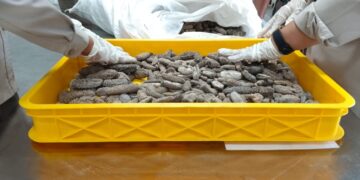 Petugas Balai Karantina saat memeriksa kandungan logam berat teripang kering asal Malaysia. (Foto : Dokumentasi Barantin Sumut)