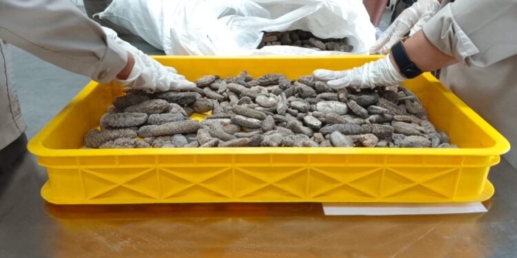 Petugas Balai Karantina saat memeriksa kandungan logam berat teripang kering asal Malaysia. (Foto : Dokumentasi Barantin Sumut)