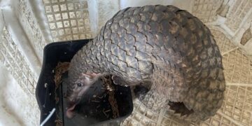 Seekor tenggiling yang diselamatkan dari perdagangan satwa dilindungi di Ambarawa, Kabupaten Semarang, Jawa Tengah. (Foto: BKSDA Jawa Tengah)