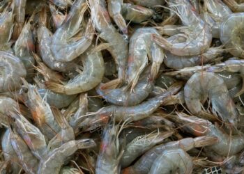 Ilustrasi ekspor udang. (Foto: Etienne Girardet via Unsplash)