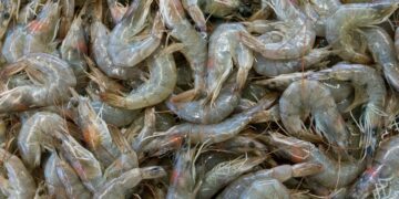 Ilustrasi ekspor udang. (Foto: Etienne Girardet via Unsplash)