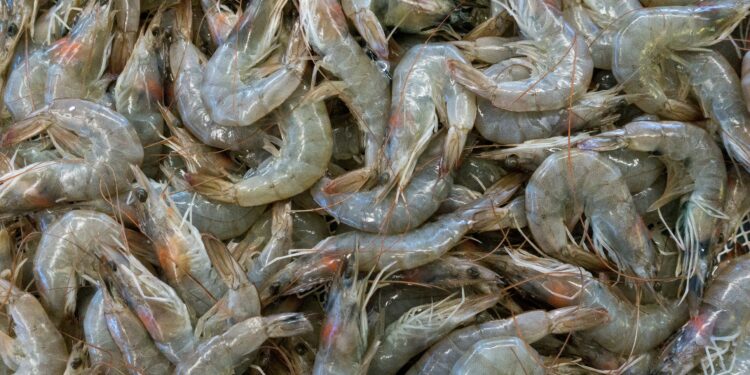 Ekspor Udang ke AS Ditunda, Peneliti Sebut Kadar Cesium Masih di Bawah Batas Aman Ilustrasi ekspor udang. (Foto: Etienne Girardet via Unsplash)