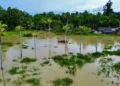 Banjir yang merendam 7 distrik di Kabupaten Sorong, Provinsi Papua, Minggu 14 September 2025. (Foto: BPBD Kabupaten Sorong)