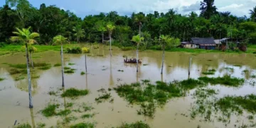 Banjir yang merendam 7 distrik di Kabupaten Sorong, Provinsi Papua, Minggu 14 September 2025. (Foto: BPBD Kabupaten Sorong)