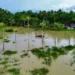 Banjir yang merendam 7 distrik di Kabupaten Sorong, Provinsi Papua, Minggu 14 September 2025. (Foto: BPBD Kabupaten Sorong)