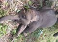 Seekor gajah Sumatera bernama Kalistha Lestari (Tari) ditemukan mati di Taman Nasional Tesso Nilo, Desa Lubuk Kembang Bunga, Kecamatan Ukui, Kabupaten Pelalawan, Provinsi Riau, Rabu 10 September 2025. (Foto: Dokumen TN Tesso Nilo)