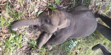 Seekor gajah Sumatera bernama Kalistha Lestari (Tari) ditemukan mati di Taman Nasional Tesso Nilo, Desa Lubuk Kembang Bunga, Kecamatan Ukui, Kabupaten Pelalawan, Provinsi Riau, Rabu 10 September 2025. (Foto: Dokumen TN Tesso Nilo)