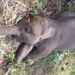 Taman Nasional Tesso Nilo Ungkap Penyebab Kematian Gajah Tari Seekor gajah Sumatera bernama Kalistha Lestari (Tari) ditemukan mati di Taman Nasional Tesso Nilo, Desa Lubuk Kembang Bunga, Kecamatan Ukui, Kabupaten Pelalawan, Provinsi Riau, Rabu 10 September 2025. (Foto: Dokumen TN Tesso Nilo)