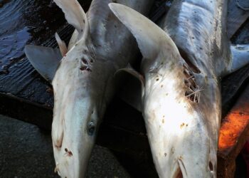 Ilustrasi dua ekor ikan hiu yang sudah mati. (Foto: Unsplash)