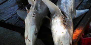 Ilustrasi dua ekor ikan hiu yang sudah mati. (Foto: Unsplash)