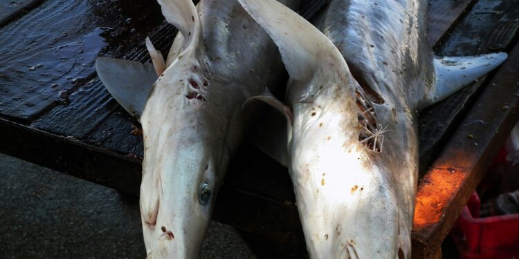 Peneliti: Ikan Hiu Tak Aman untuk Menu MGB Usai Kasus Keracunan di Ketapang Ilustrasi dua ekor ikan hiu yang sudah mati. (Foto: Unsplash)